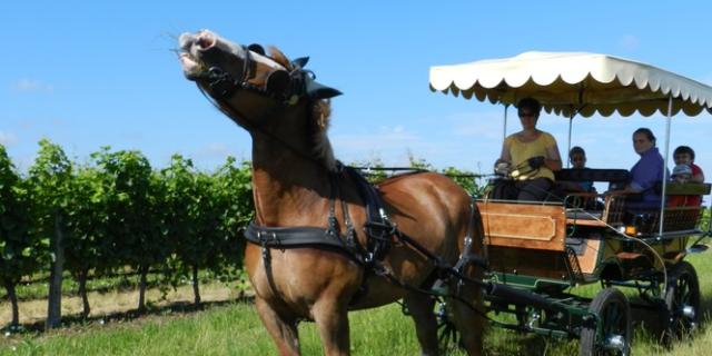 Praline attelée à sa calèche dans les vignes de Thoré-la-Rochette