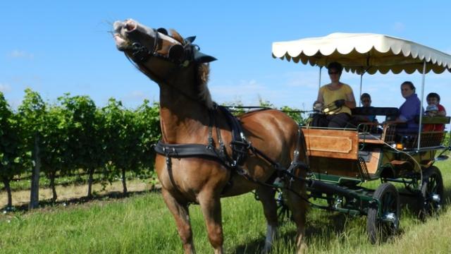 Praline attelée à sa calèche dans les vignes de Thoré-la-Rochette