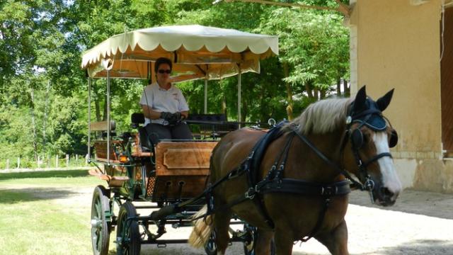 Praline attelée à sa calèche devant le musée du vin et de la vigne à Thoré-la-Rochette