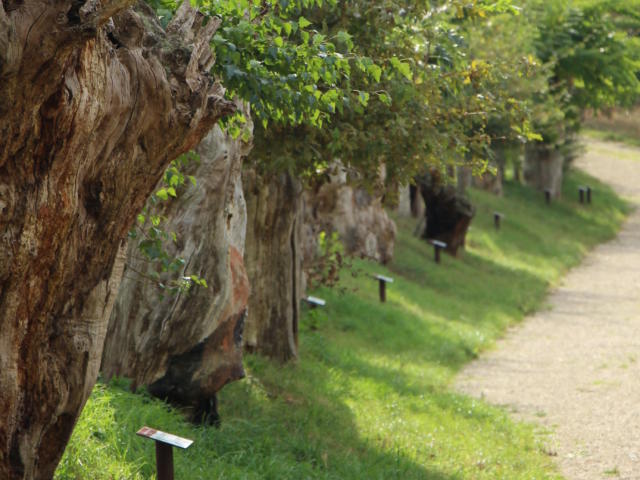 Maison Botanique de Boursay, chemin des Trognes