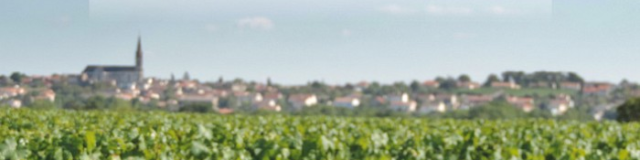 Vignes vins randos dans les coteaux du Vendômois en 2019