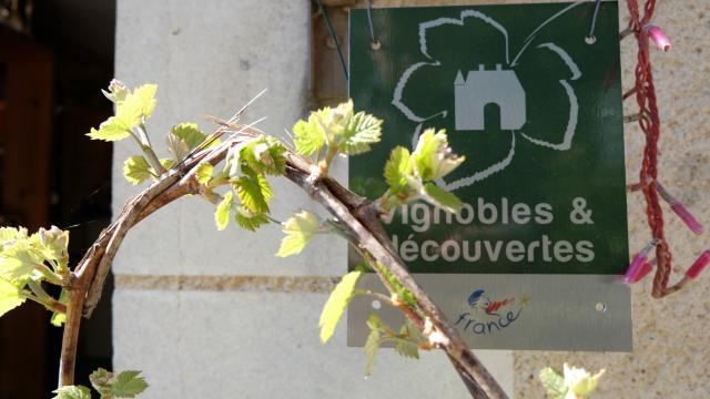Vignobles & Découvertes-Vignobles en Vallée du Loir