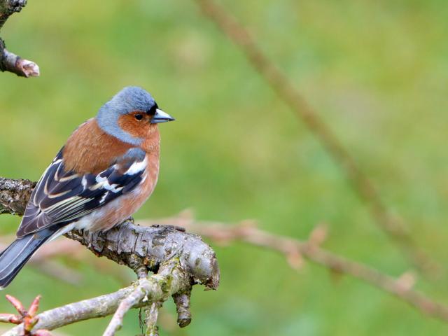 Chaffinch 1332886 1920