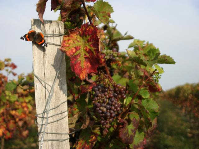 Vignobles Coteaux du Vendômois