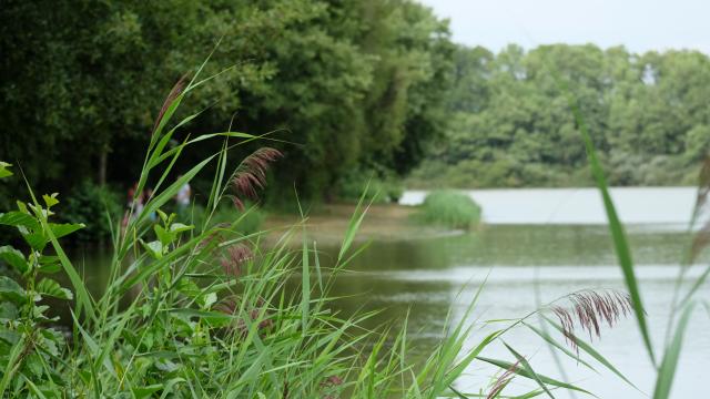 Etang de Boisvinet