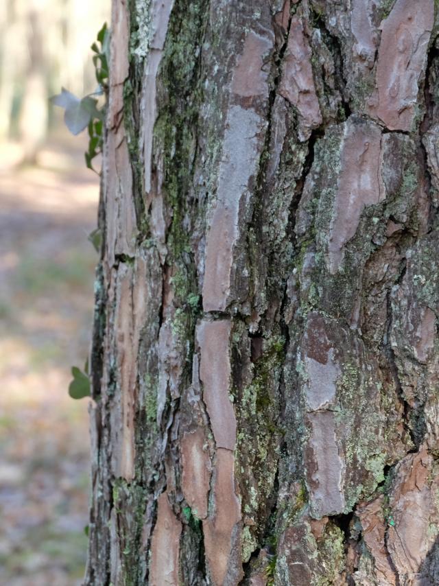 Bain De Forêt Vendôme