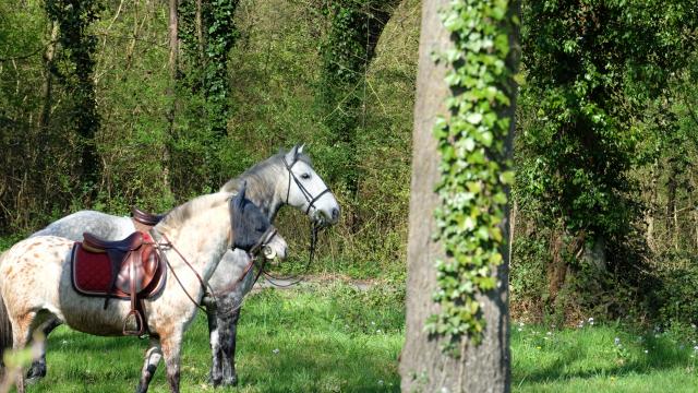 chevaux-vallee-du-loir-ot-pays-de-vendome-3.jpg