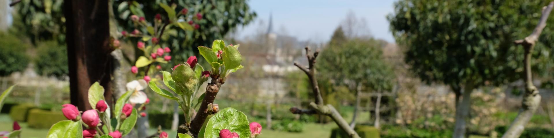 Jardin Du Plessis Sasnières