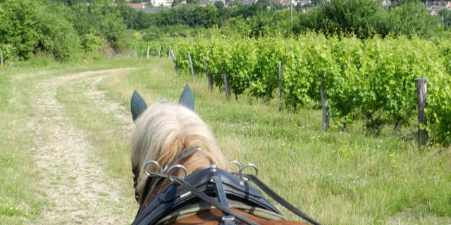 Cheval se promenant dans les vignes au dessus du village
