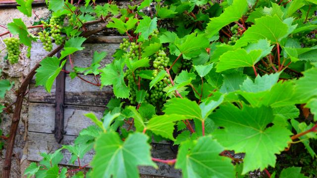 vignes-ot-pays-de-vendome-6.jpg