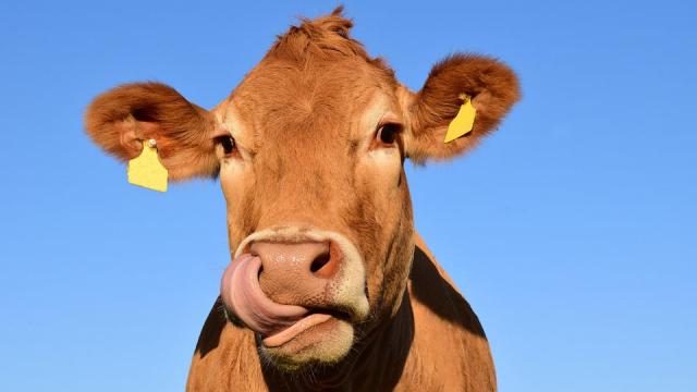 Vache qui tire la langue