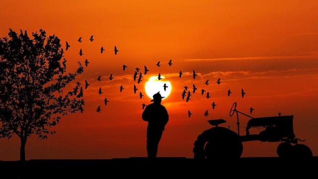 Tracteur, agriculteur et arbre au coucher de soleil