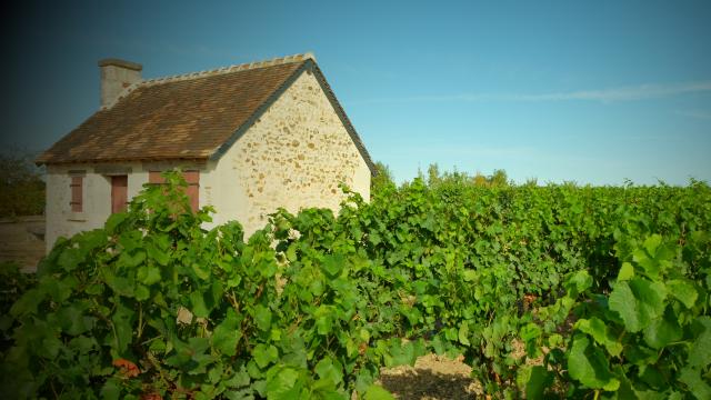 Maison de vigne dans des vignes