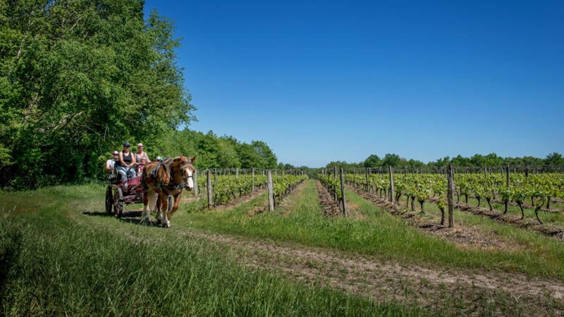 Balade En Caleche Dans Les Vignes L.alvarez Adt41
