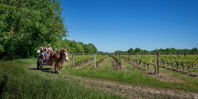 Balade en Calèche dans les vignes à Thoré-La-Rochette