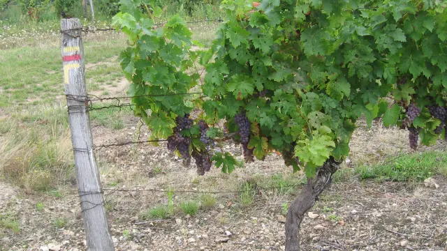 Balisage GRP-vignoble pente des Coutis