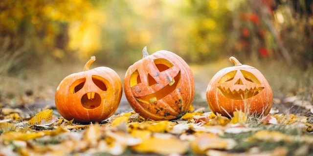 Trois citrouilles découpées pour Halloween sur feuilles d'automne avec arbres en fond