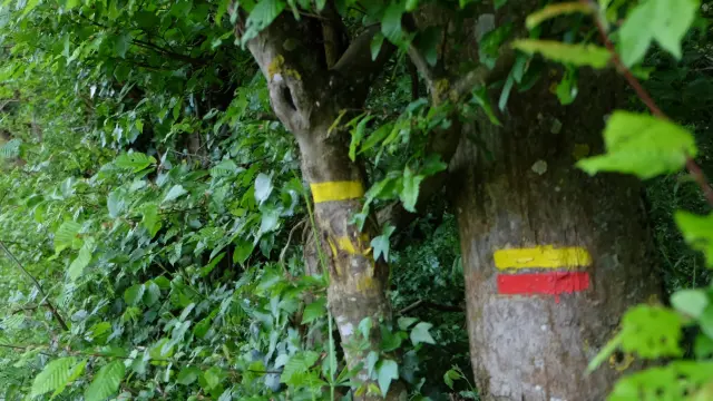 Balisage jaune et rouge sur arbre