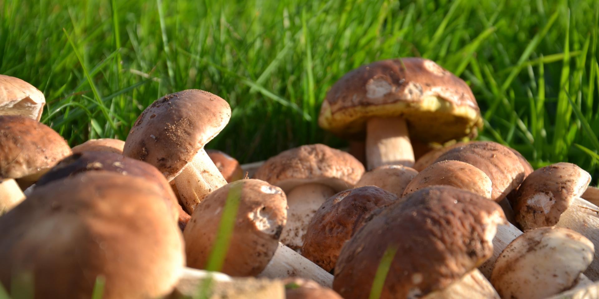 Plusieurs cèpes regroupés sur de l'herbe verte
