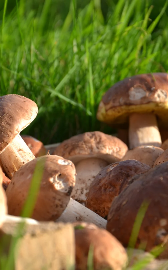 Plusieurs cèpes regroupés sur de l'herbe verte