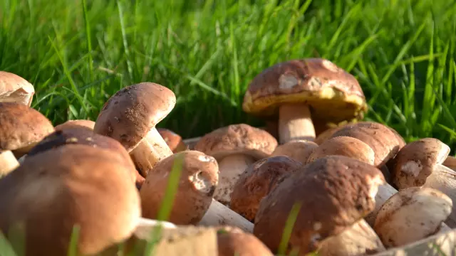 Plusieurs cèpes regroupés sur de l'herbe verte