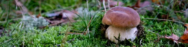 Pexels Szafran 35153402