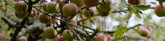 Pexels Szafran 35213998