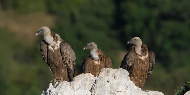 Vautours fauves