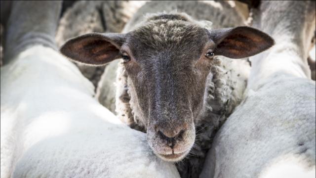 Fête de la transhumance à Castellane, Alpes de Haute Provence