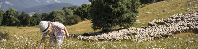 Fête de la transhumance à Castellane, Alpes de Haute Provence