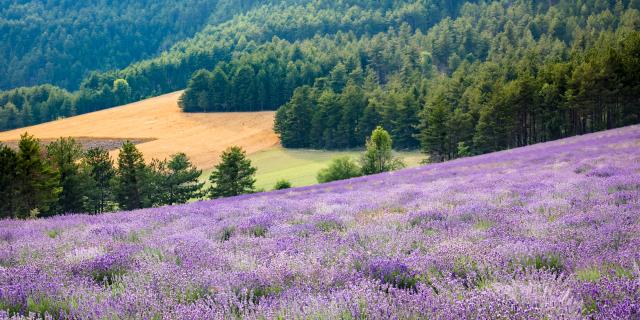 Champs de lavandes, Alpes de Haute Provence
