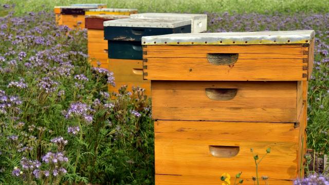Beehive 3703426 1920 ©pixabay