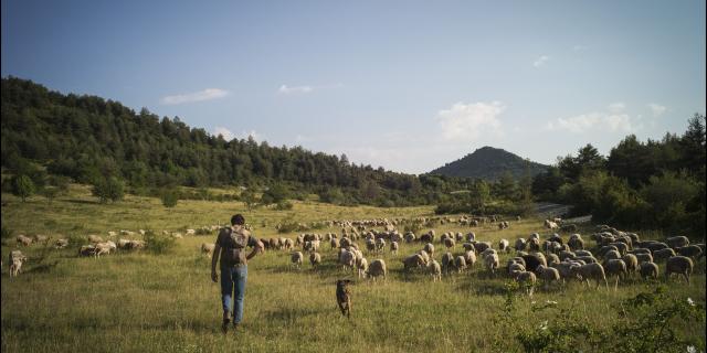 Journée de transhumance sur les hauteurs de Castellane