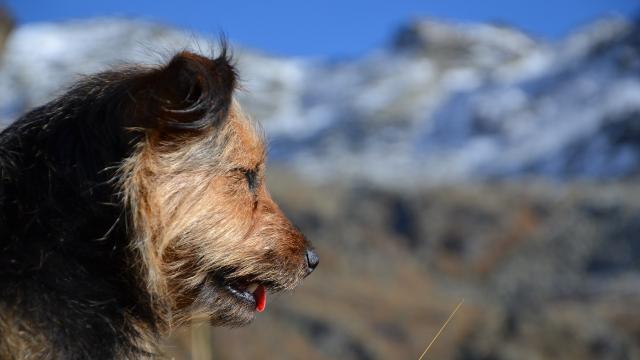 Chien