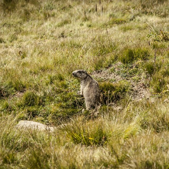 Marmotte