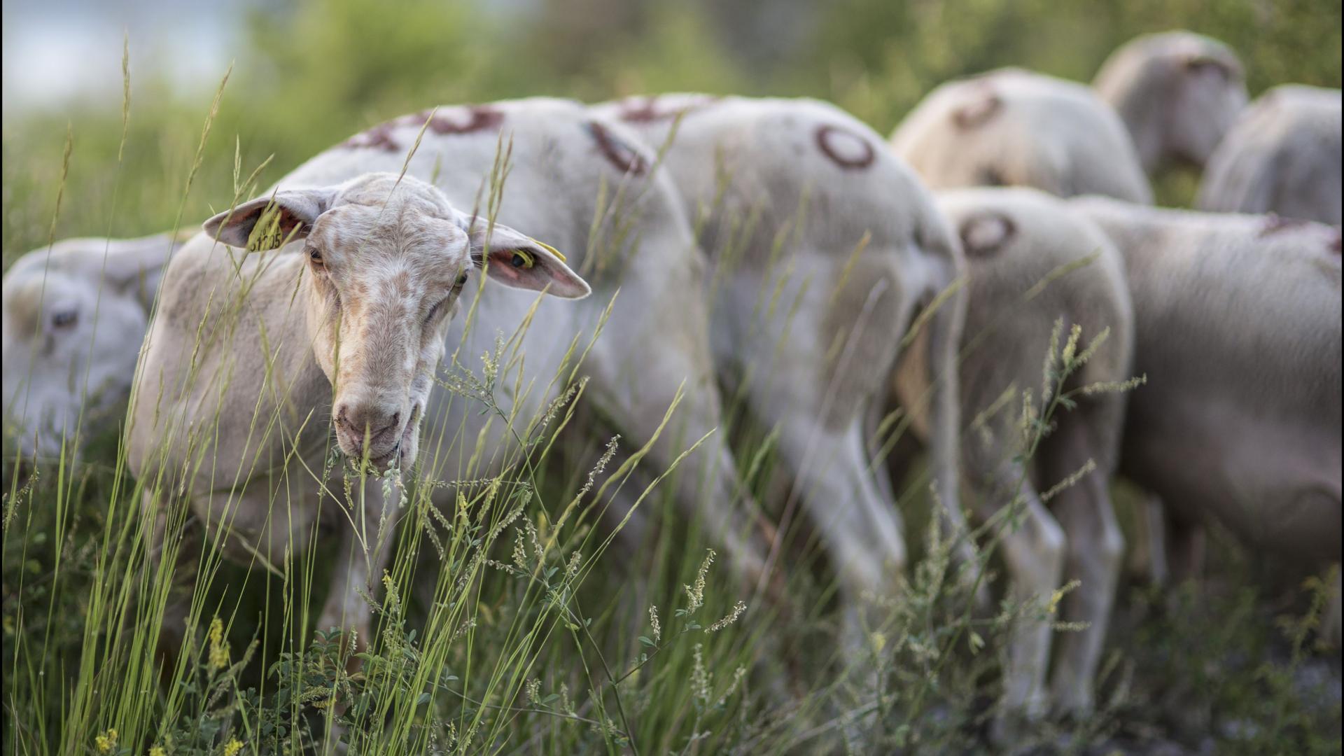 Journée de transhumance sur les hauteurs de Castellane