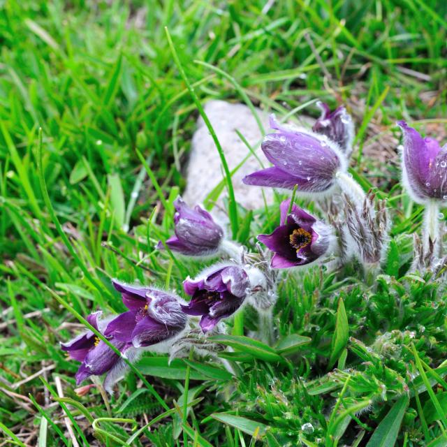 Pulsatilla Montana Subsp Montana
