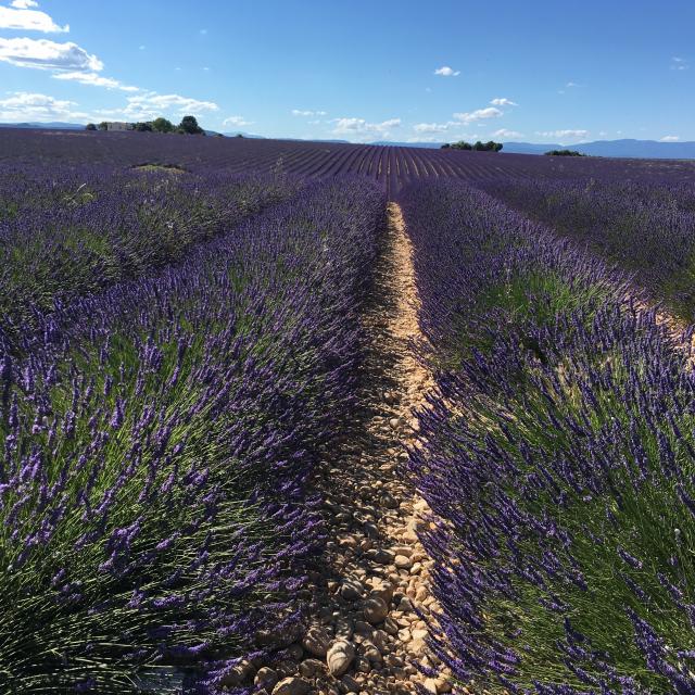 valensole-2020.jpg