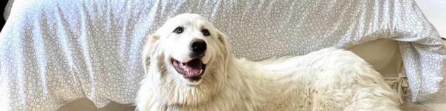 Chien dans chambre