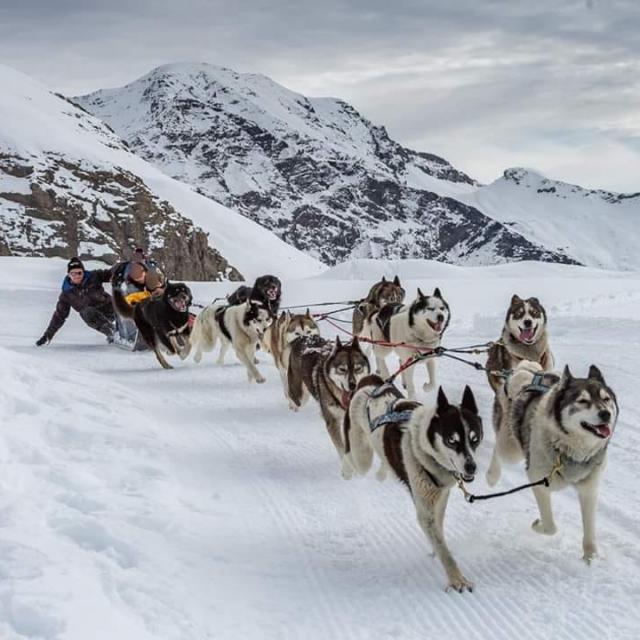 Balade en chiens de traineau