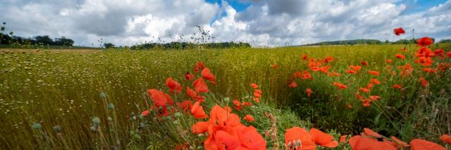 Champ De Lin Et Coquelicots En Vexin Normand Adt De Leure J.f. Lange