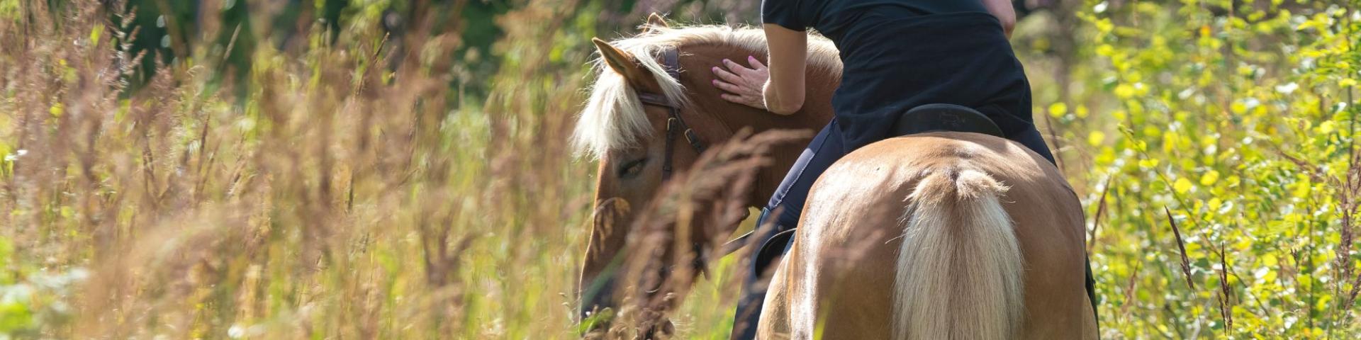 Equitation 2 Canva Pro