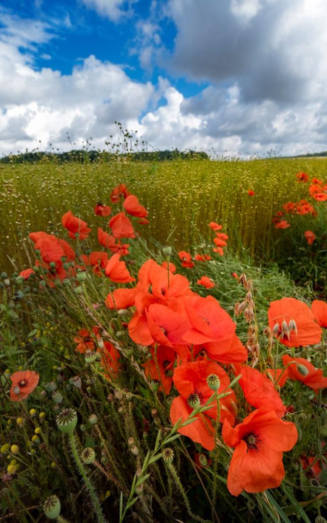 Champ De Lin Et Coquelicots En Vexin Normand Adt De Leure J.f. Lange
