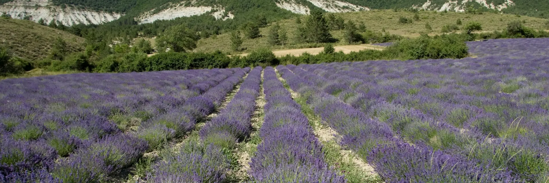 Drôme provençale : champs de lavande