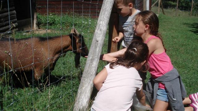 animaux-gites.jpg
