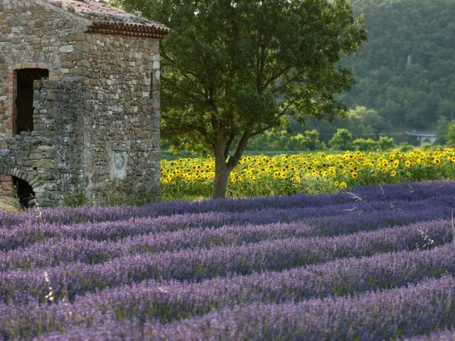 Lavender fields