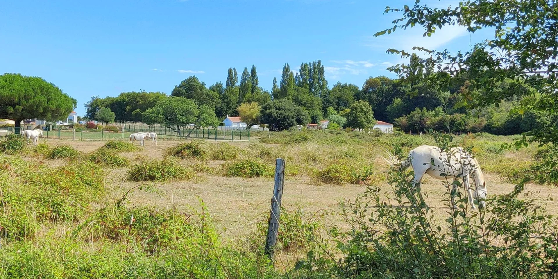 Vendee Paysage Chevaux