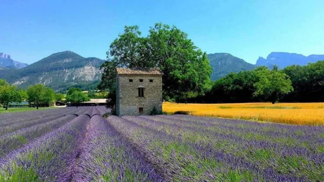 Gite Rental Last Minute Provence Drome Luberon Landscape Lavender Fields