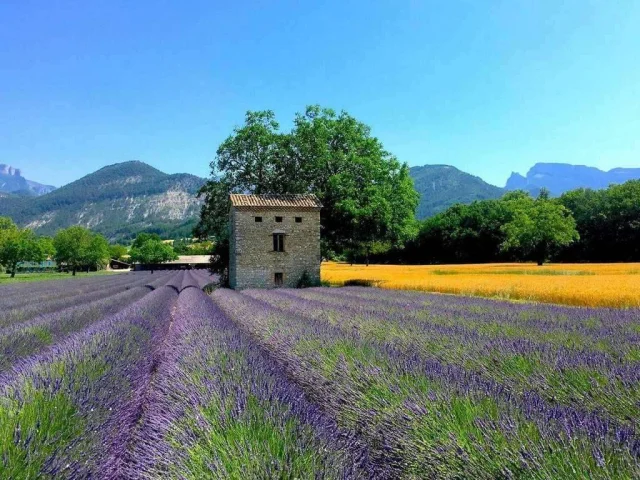 Gite Rental Last Minute Provence Drome Luberon Landscape Lavender Fields
