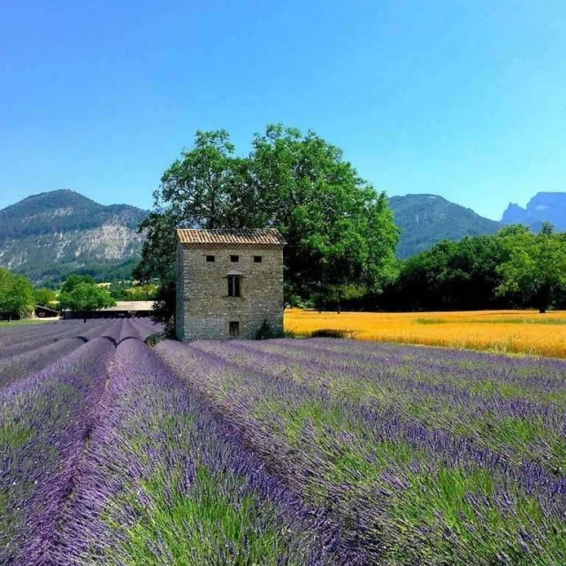 Gite Rental Last Minute Provence Drome Luberon Landscape Lavender Fields